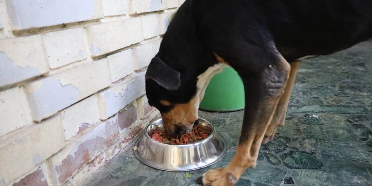 Proveer un espacio con sombra y ventilación es crucial para evitar golpes de calor. / Foto: MAGA