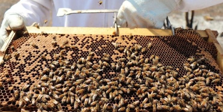 La apicultura organizada, entonces, no solo endulza la vida con miel, sino que se convierte en un símbolo de progreso. / Foto: MAGA