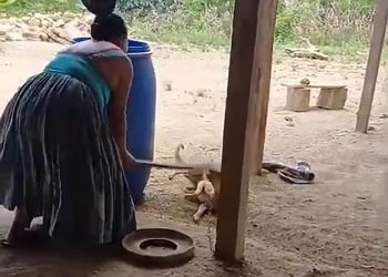 UBA investiga caso de crueldad animal. / Foto: Captura de video en redes sociales.