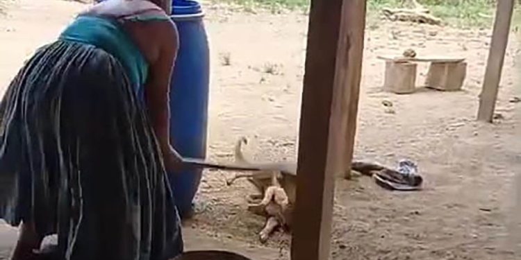 UBA investiga caso de crueldad animal. / Foto: Captura de video en redes sociales.