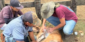 Durante la semana evaluada, la mayoría de casos positivos correspondieron a bovinos. / Foto: MAGA
