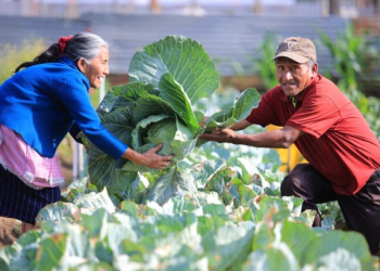 Con este paso, el MAGA busca fortalecer el acceso al crédito en el sector agrícola. / Foto: MAGA