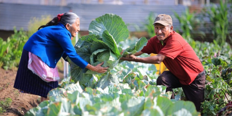 Con este paso, el MAGA busca fortalecer el acceso al crédito en el sector agrícola. / Foto: MAGA