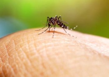 Enfrentar el dengue con conocimiento puede hacer una diferencia vital. / Foto: MSPAS