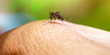 Enfrentar el dengue con conocimiento puede hacer una diferencia vital. / Foto: MSPAS