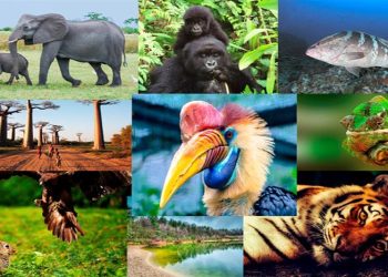 Cambio climático también pone en peligro a miles de especies. / Foto: Avatar Energía, blog de Energías Renovables.