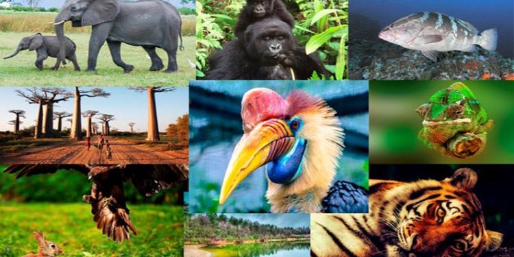 Cambio climático también pone en peligro a miles de especies. / Foto: Avatar Energía, blog de Energías Renovables.