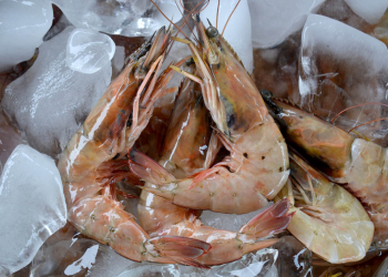 Exportaciones de camarón a Taiwán superan los 8 millones de kilos gracias a sistema digital del MAGA. / Foto: MAGA