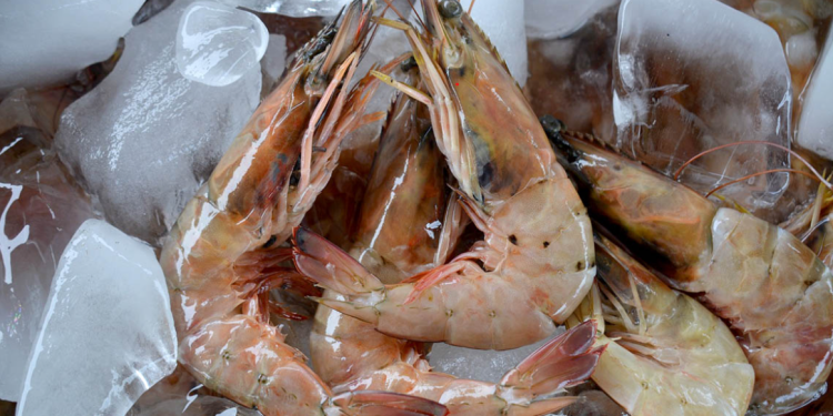 Exportaciones de camarón a Taiwán superan los 8 millones de kilos gracias a sistema digital del MAGA. / Foto: MAGA