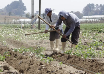 Ante la temporada de lluvias el MAGA compartió recomendaciones para los agricultores. (Foto: MAGA)