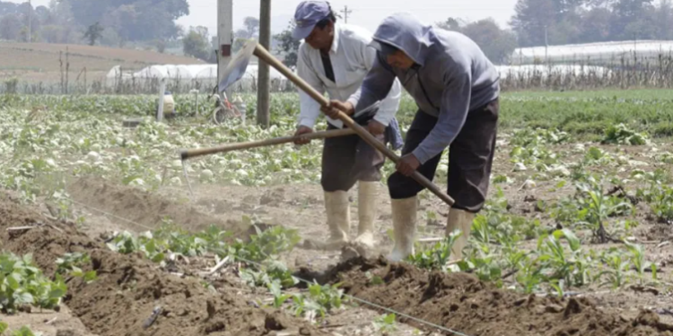 Ante la temporada de lluvias el MAGA compartió recomendaciones para los agricultores. (Foto: MAGA)
