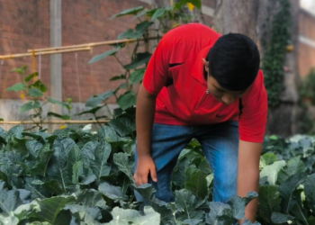 Daniel sueño con sembrar maíz en el huerto escolar./Foto: CIV.