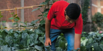 Daniel sueño con sembrar maíz en el huerto escolar./Foto: CIV.