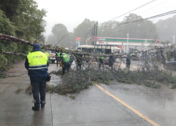 Caída de árbol en Ruta Cobán, Carchá, Alta Verapaz.
