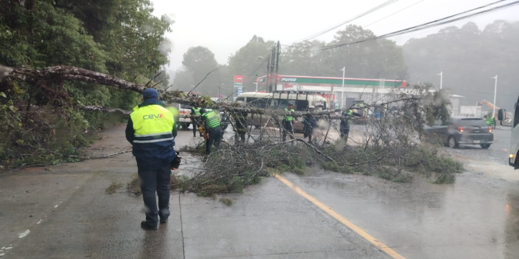 Caída de árbol en Ruta Cobán, Carchá, Alta Verapaz.