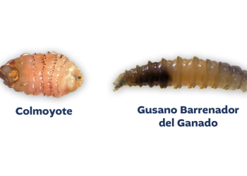 Colmoyote y gusano barrenador: dos parásitos distintos que amenazan la salud animal y humana
