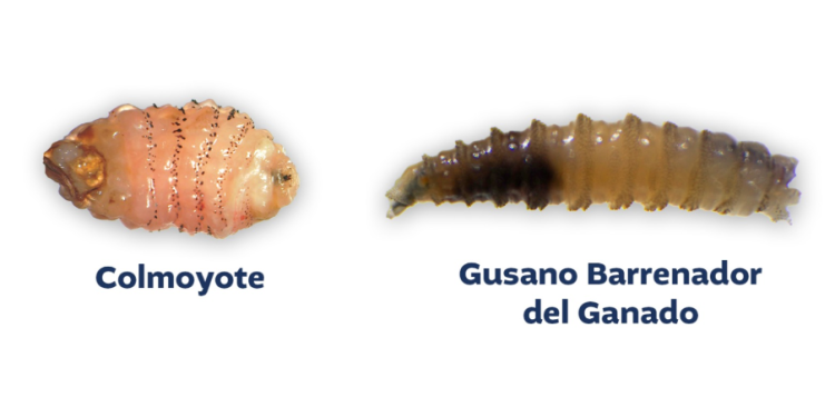 Colmoyote y gusano barrenador: dos parásitos distintos que amenazan la salud animal y humana