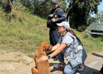 Rescatan perro en malas condiciones por denuncia ciudadana./Foto: MAGA.