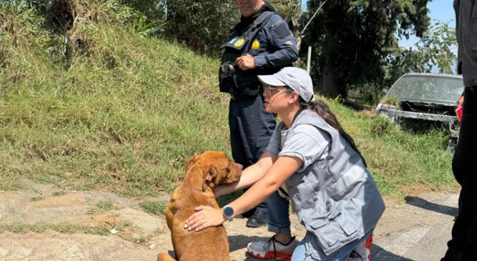 Rescatan perro en malas condiciones por denuncia ciudadana./Foto: MAGA.