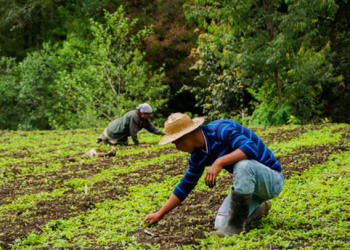 Más allá del aspecto económico, el Crédito Tob’anik representa una apuesta por la justicia social y la inclusión productiva en las zonas rurales del país. / Foto: MAGA