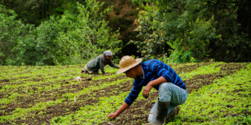 Más allá del aspecto económico, el Crédito Tob’anik representa una apuesta por la justicia social y la inclusión productiva en las zonas rurales del país. / Foto: MAGA