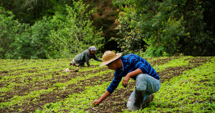 Más allá del aspecto económico, el Crédito Tob’anik representa una apuesta por la justicia social y la inclusión productiva en las zonas rurales del país. / Foto: MAGA