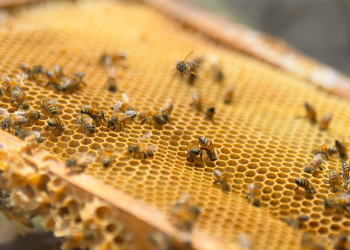 En el Día Mundial de las Abejas se hace el llamado a su preservación. (Foto: Archivo SCSP)