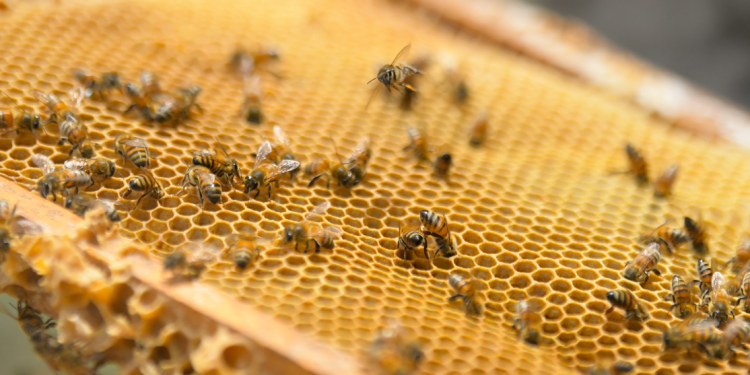 En el Día Mundial de las Abejas se hace el llamado a su preservación. (Foto: Archivo SCSP)