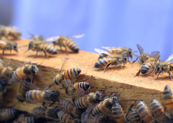 Su trabajo como polinizadoras es vital para los ecosistemas y para la producción agrícola. / Foto: MAGA