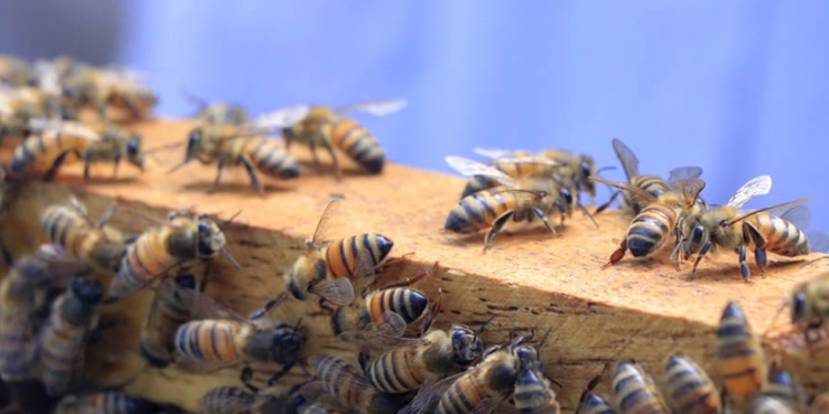 Su trabajo como polinizadoras es vital para los ecosistemas y para la producción agrícola. / Foto: MAGA