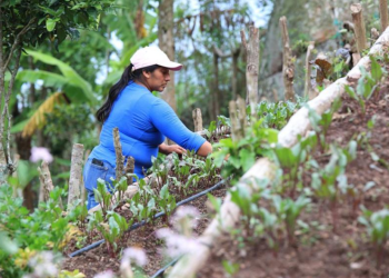 Con cada una de estas acciones, el MAGA promueve un enfoque integral busca mejorar la producción agropecuaria. / Foto: MAGA