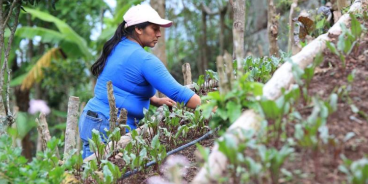Con cada una de estas acciones, el MAGA promueve un enfoque integral busca mejorar la producción agropecuaria. / Foto: MAGA