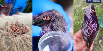 MAGA continúa con la lucha contra el gusano barrenador./Foto: MAGA.