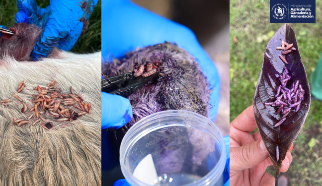 MAGA continúa con la lucha contra el gusano barrenador./Foto: MAGA.