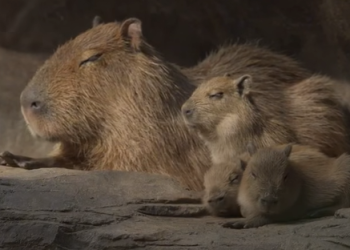 ¡Pura ternura! Nacen bebés capibaras en el Zoológico La Aurora y se roban el corazón de todos
