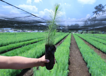 La entrega de plantas forestales busca restaurar los suelos y proteger las fuentes de agua. / Foto: MAGA.