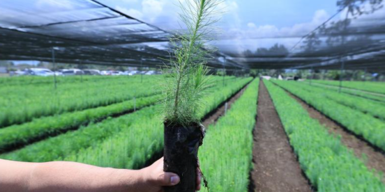 La entrega de plantas forestales busca restaurar los suelos y proteger las fuentes de agua. / Foto: MAGA.
