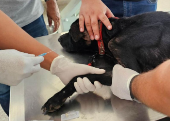 Un reciente reporte sobre la presencia del gusano en el país, con corte al 23 de mayo de 2025, revela que de los 97 casos nuevos identificados, 23 corresponden a perros y 2 a gatos. / Foto: MAGA