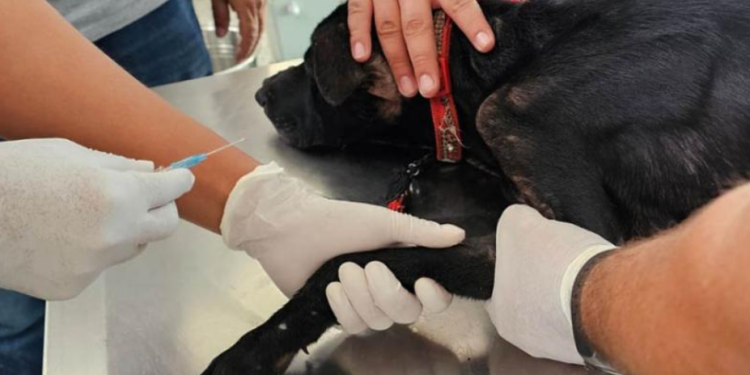 Un reciente reporte sobre la presencia del gusano en el país, con corte al 23 de mayo de 2025, revela que de los 97 casos nuevos identificados, 23 corresponden a perros y 2 a gatos. / Foto: MAGA