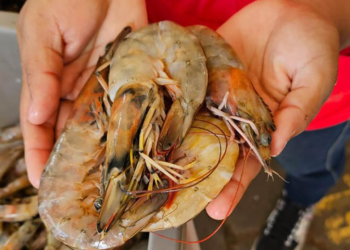 La posibilidad de exportar camarón a Estados Unidos representa una gran oportunidad para la economía guatemalteca. / Foto: MAGA.