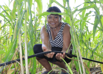 Tob’anik representa una oportunidad concreta para miles de agricultores que han visto limitadas sus posibilidades de crecimiento. / Foto: MAGA
