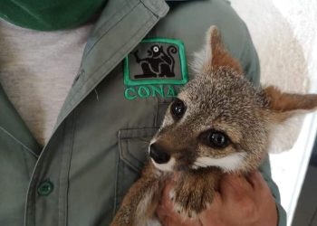 Conap investiga video sobre muerte de puma en territorio nacional