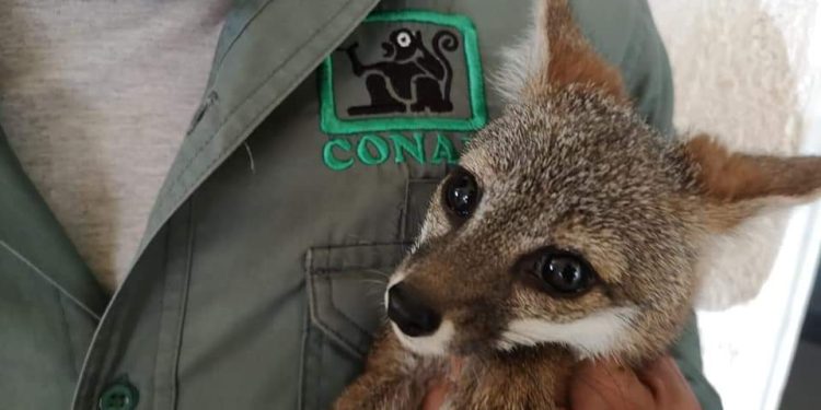 Conap investiga video sobre muerte de puma en territorio nacional