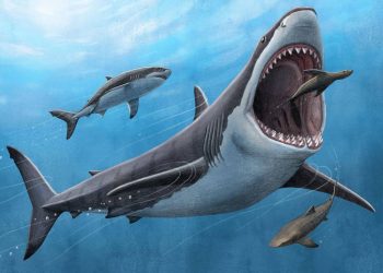 La dieta del megalodón: no solo vivía de ballenas