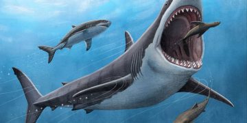 La dieta del megalodón: no solo vivía de ballenas