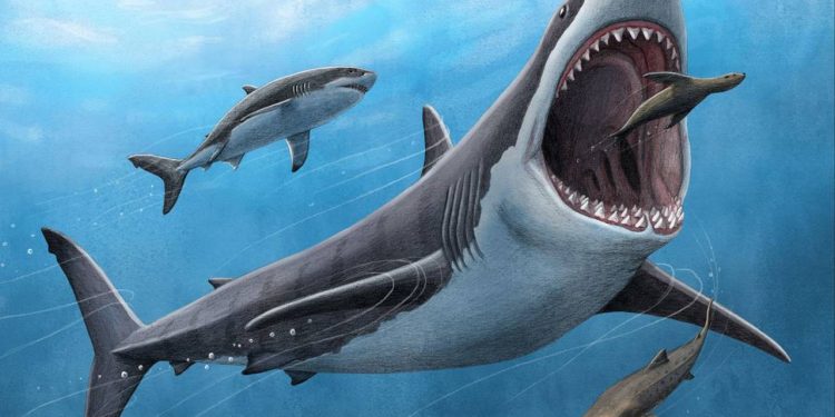 La dieta del megalodón: no solo vivía de ballenas