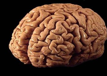 Estudio revela cómo los microplásticos se acumulan peligrosamente en el cerebro. / Foto: Universidad de Chile.