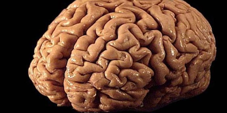 Estudio revela cómo los microplásticos se acumulan peligrosamente en el cerebro. / Foto: Universidad de Chile.