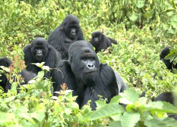 Estudio revela el papel de las relaciones sociales en la vida de los gorilas. / Foto: Agencia Sinc.