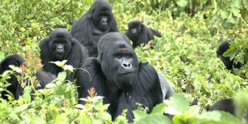 Estudio revela el papel de las relaciones sociales en la vida de los gorilas. / Foto: Agencia Sinc.
